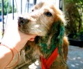 Σκύλος ράτσας Κόκερ σκελετωμένος από την εγκατάλειψη στον Διόνυσο Αττικής
